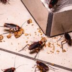 Cockroach Infestations