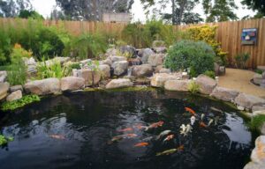 Pond Filter Myths