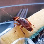 Dealing with a Pest Infestation