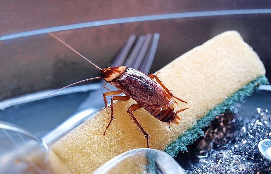 Dealing with a Pest Infestation