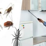 Pest Control Services Are Essential