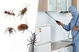 Pest Control Services Are Essential