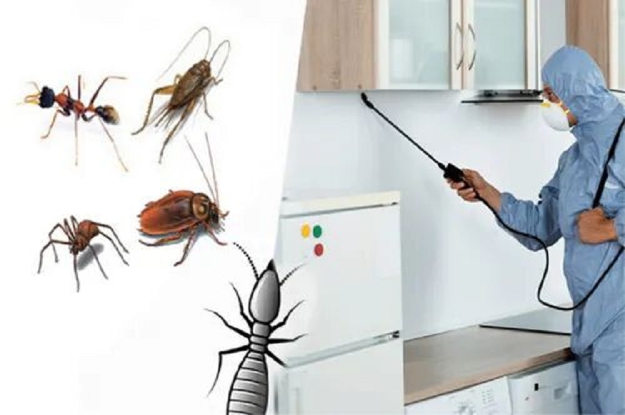 Pest Control Services Are Essential