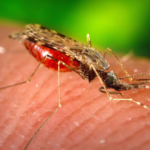 Mosquito Concerns in Manchester