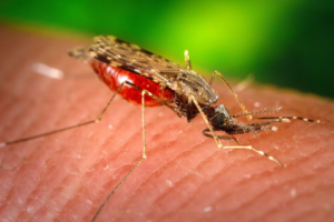 Mosquito Concerns in Manchester