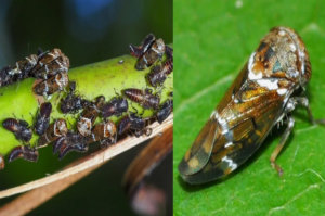 Green Mango Pest Control