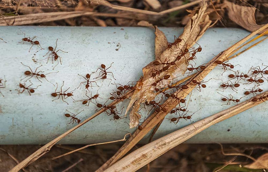 Pointe Pest Indianapolis
